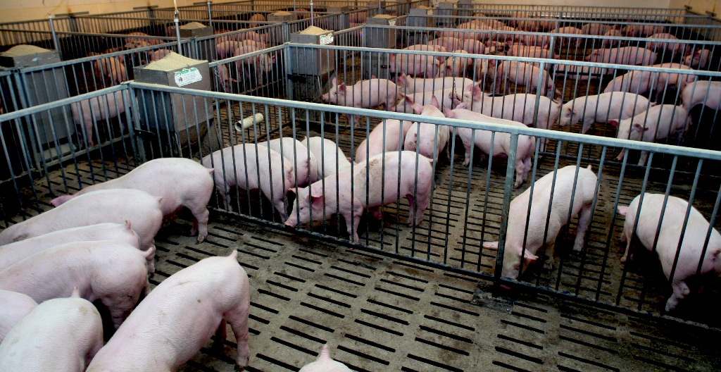 farma svinja na prodaju